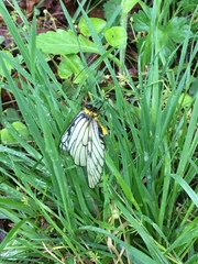 Parnassius glacialis