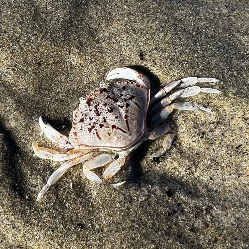 photo of Dungeness Crab (Metacarcinus magister)