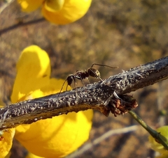 Camponotus rubrithorax