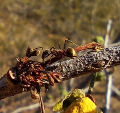 Camponotus rubrithorax