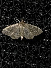 Anania coronata