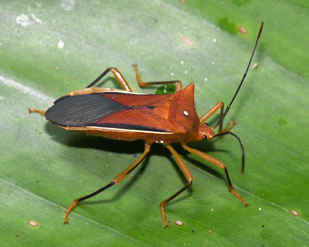 Anasa jucunda