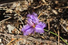 Thysanotus racemoides