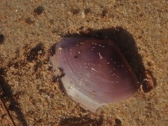 Austromactra contraria