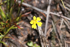 Goodenia pusilla