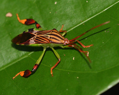 Melucha quinquelineata
