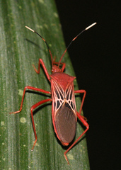Leptoscelis centralis