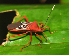 Leptoscelis centralis
