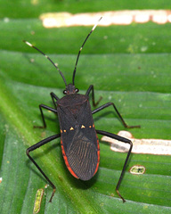 Leptoscelis flaviventris