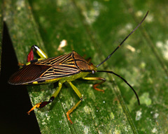 Melucha lineatella