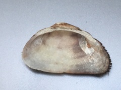 Barbatia novaezealandiae