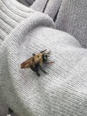 Xylocopa virginica