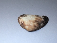 Barbatia novaezealandiae