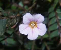 Biophytum dendroides