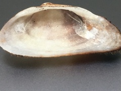 Barbatia novaezealandiae