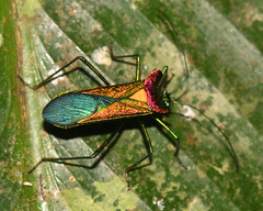 Stenoprasia horvathi