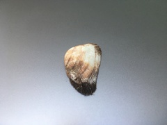 Barbatia novaezealandiae