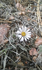 Townsendia hookeri
