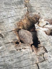 Fungi