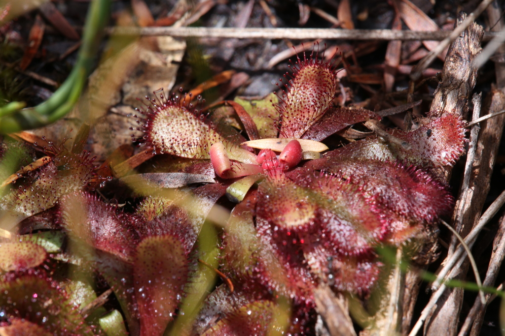 Drosera hamiltonii, North Walpole WA 6398, Australia