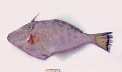 Cantherhines fronticinctus