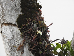 Rhyncholaelia glauca