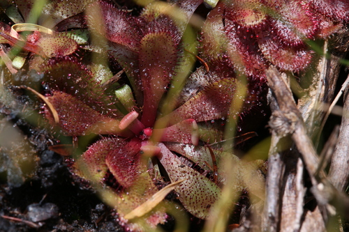 Drosera hamiltonii