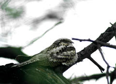 Caprimulgus europaeus