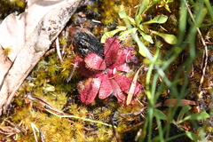 Drosera hamiltonii