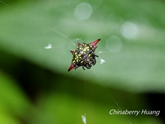 Gasteracantha sauteri