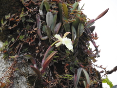 Rhyncholaelia glauca