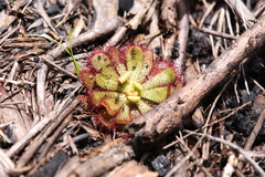 Drosera hamiltonii