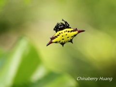 Gasteracantha sauteri