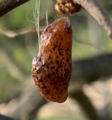 Eumaeus atala