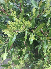 Heteromeles arbutifolia