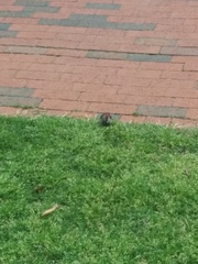 Passer domesticus
