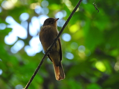 Rhytipterna holerythra