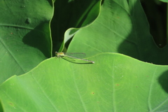 Pseudagrion microcephalum