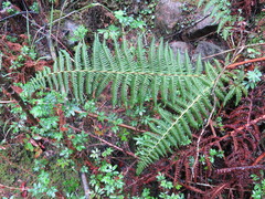 Polystichum speciosissimum