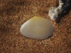 Macomona deltoidalis