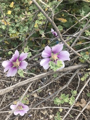 Malva subovata bicolor