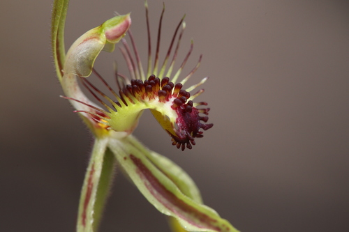 Image of Caladenia corynephora by (c) Hugo Innes, some rights reserved (CC BY)