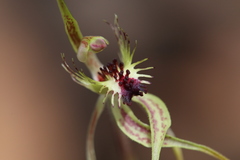 Caladenia corynephora