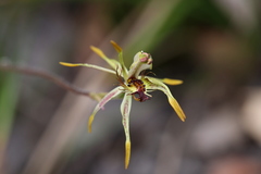 Caladenia corynephora