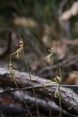 Caladenia corynephora