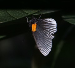 Hades noctula