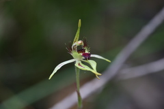 Caladenia corynephora