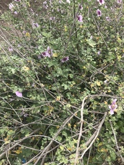 Malva subovata bicolor