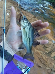 Morone mississippiensis