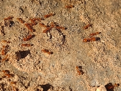 Solenopsis amblychila